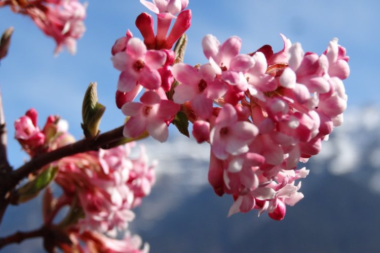 blueten_baum_dsc07699.jpg__1500x3000_q85_subsampling-2