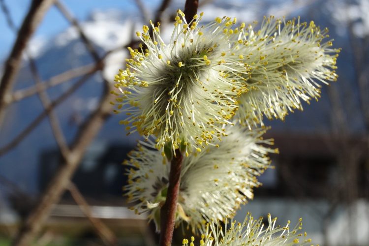 blueten_baum_dsc07704.jpg__1500x3000_q85_subsampling-2